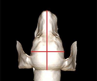 Deep-Learning-Based Automatic Segmentation of Head and Neck Organs for Radiation Therapy in Dogs